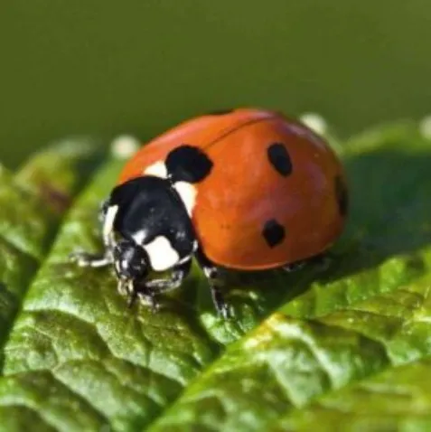 Coccinella su una foglia