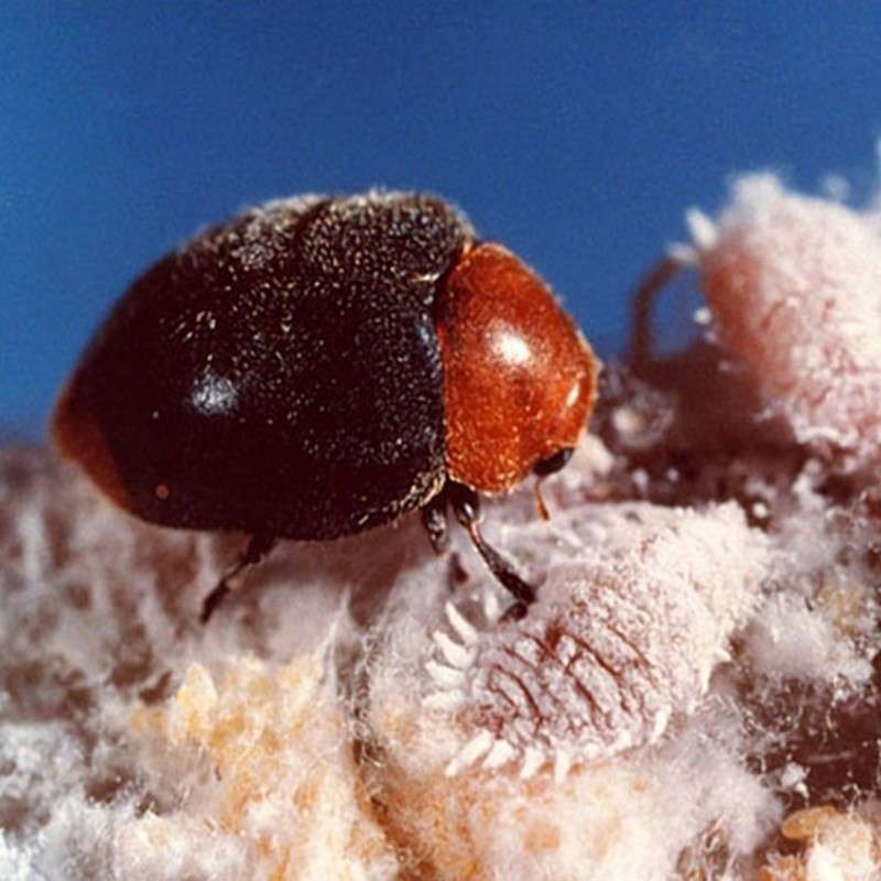 Cryptolaemus montrouzieri 2 Insetti utili per il controllo degli insetti parassiti vegetali