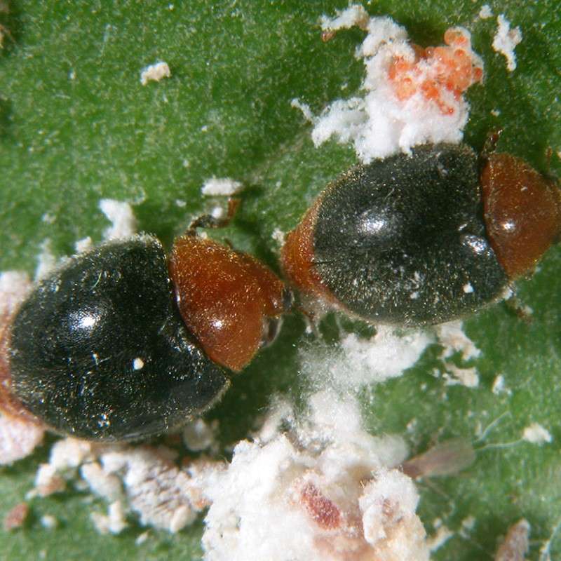 Cryptolaemus montrouzieri 3 Insetti utili per il controllo degli insetti parassiti vegetali