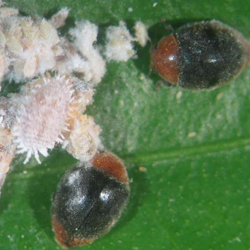 Cryptolaemus montrouzieri 4 Insetti utili per il controllo degli insetti parassiti vegetali