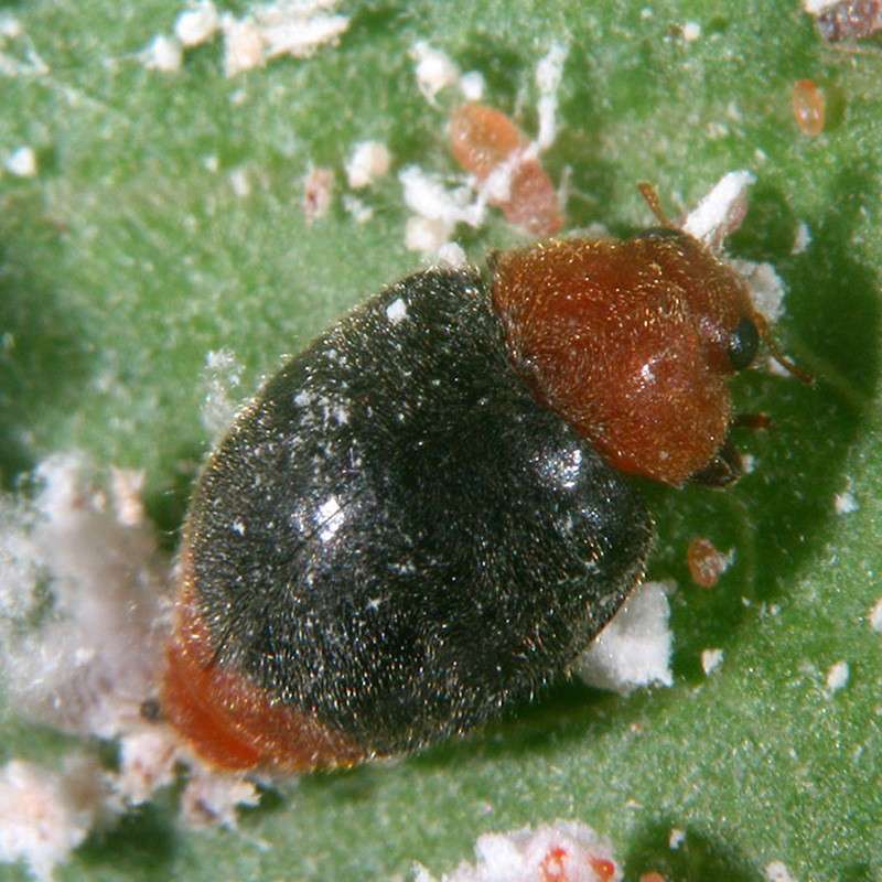 Cryptolaemus montrouzieri 5 Insetti utili per il controllo degli insetti parassiti vegetali