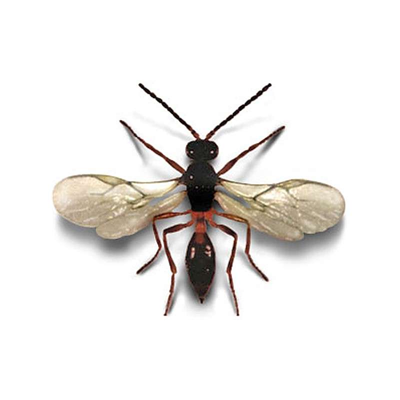Aphidius colemani 2 Insetti utili per il controllo degli insetti parassiti vegetali