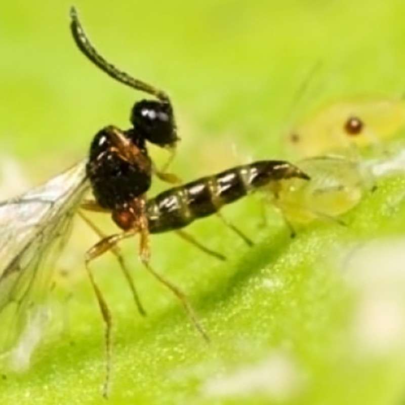 Aphidius colemani 3 Insetti utili per il controllo degli insetti parassiti vegetali