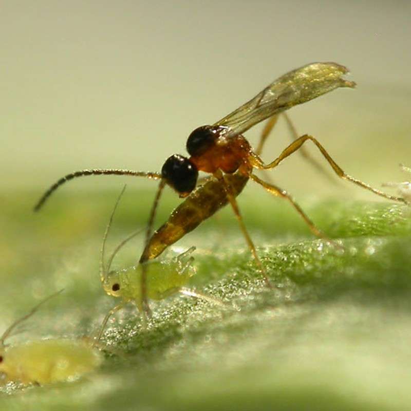 Aphidius colemani 4 Insetti utili per il controllo degli insetti parassiti vegetali