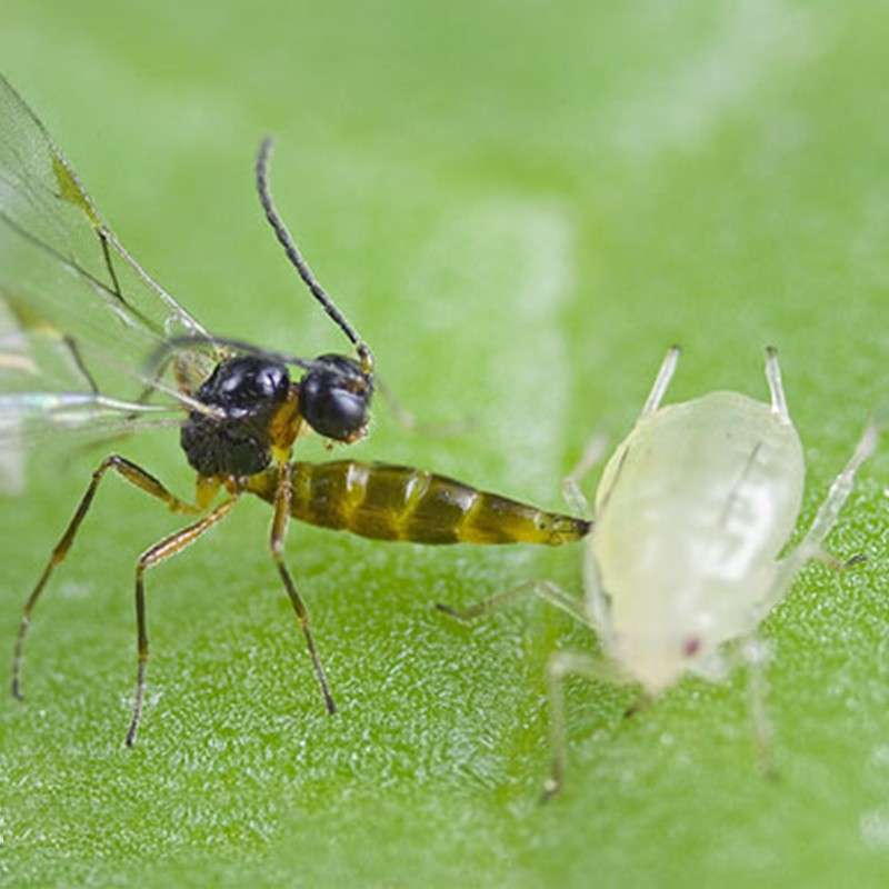 Aphidius colemani 5 Insetti utili per il controllo degli insetti parassiti vegetali