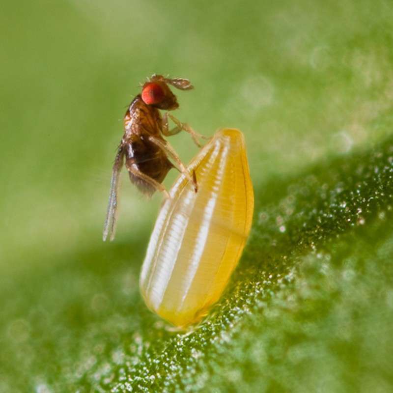 Trichogramma brassicae (Trichox B) 2 Insetti utili per il controllo degli insetti parassiti vegetali