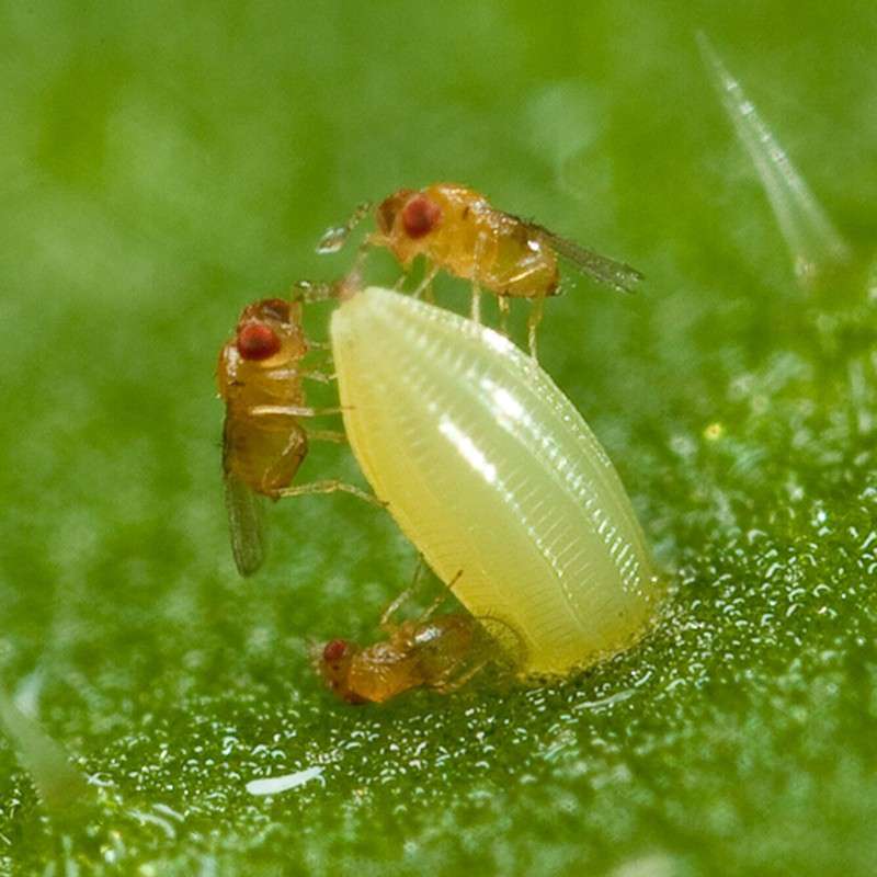 Trichogramma brassicae (Trichox B) 3 Insetti utili per il controllo degli insetti parassiti vegetali