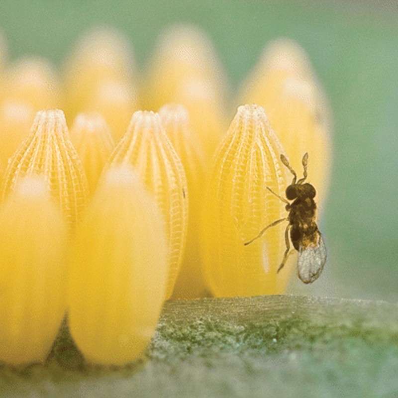 Trichogramma brassicae (Trichox B) 4 Insetti utili per il controllo degli insetti parassiti vegetali
