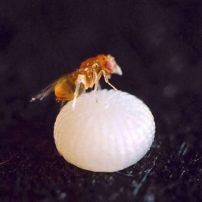 Trichogramma brassicae (Trichox B) 5 Insetti utili per il controllo degli insetti parassiti vegetali