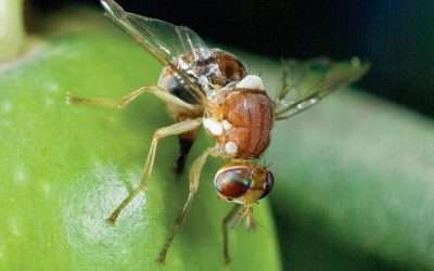 Mosca dell’Olivo (Bactrocera oleae): Cause e rimedi
