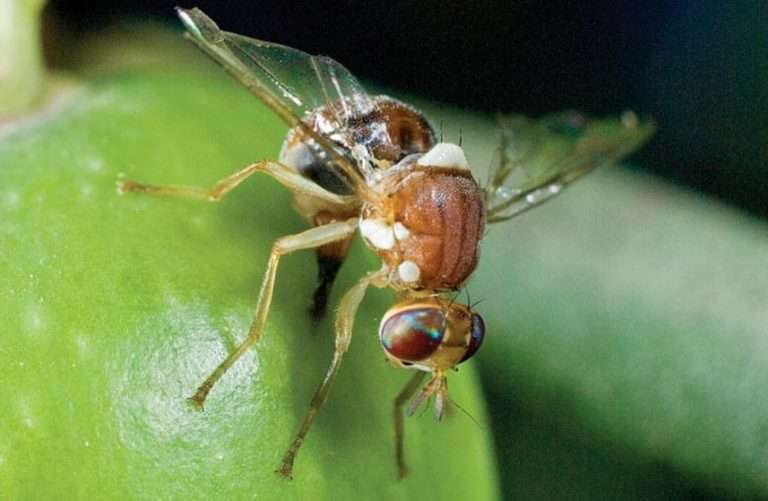 Mosca dellolivo Bactrocera oleae