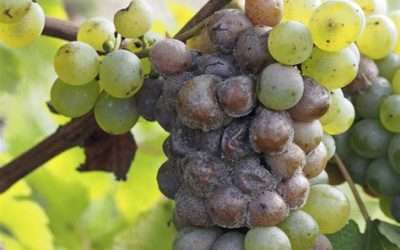 Muffa Grigia della Vite: (Botrytis cinerea) Cause e soluzioni efficaci