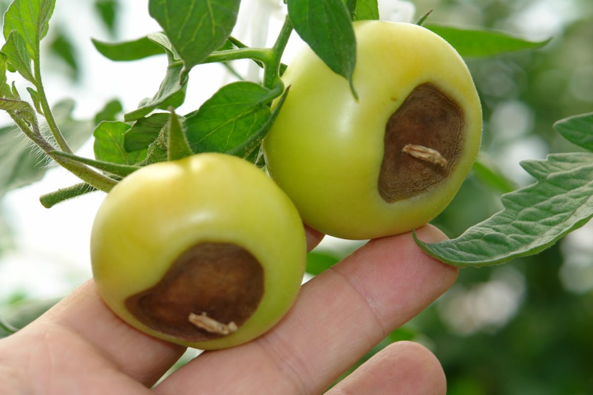 Malattie del Pomodoro: Il Marciume Apicale del Pomodoro
