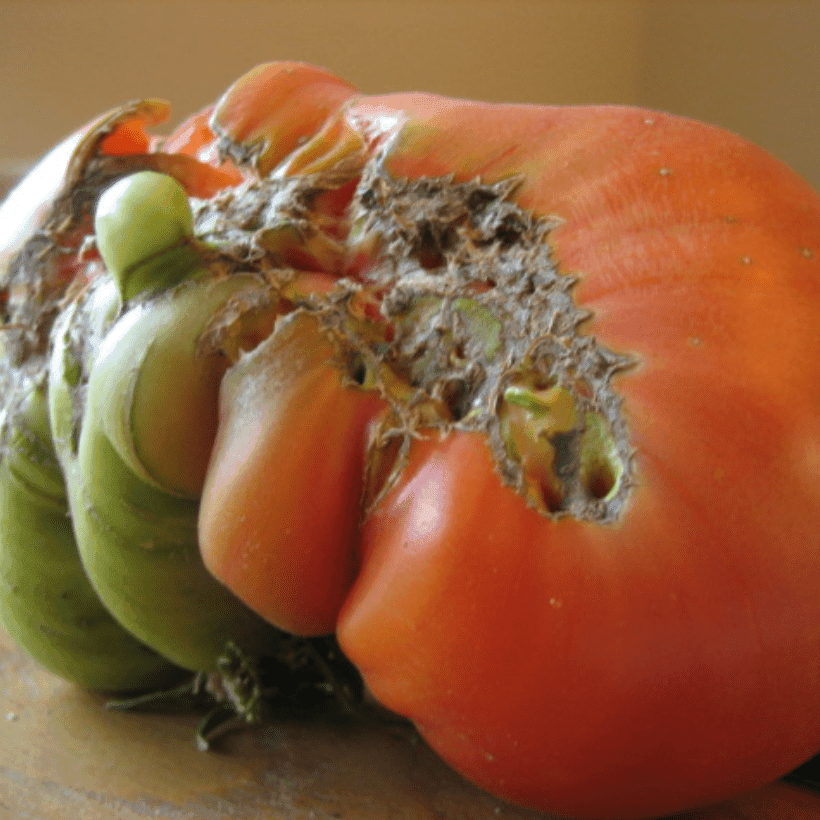 Malattie del Pomodoro: Malformazione a "Muso di Gatto" del Pomodoro