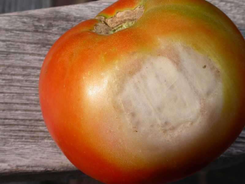 Malattie del Pomodoro: Scottatura solare del Pomodoro
