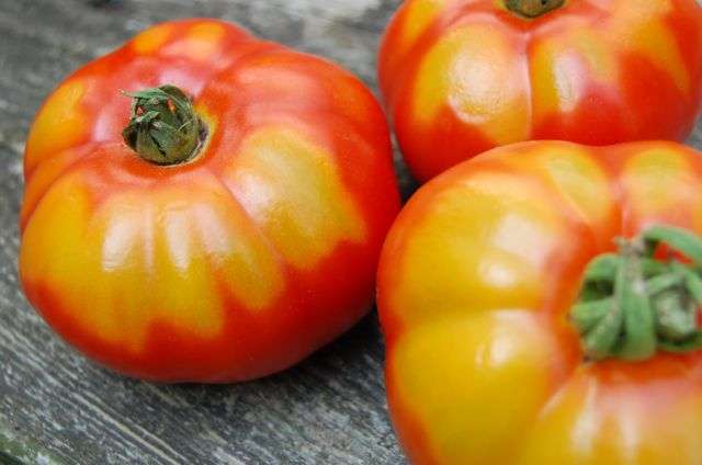 Malattie del Pomodoro: Spalla gialla del Pomodoro