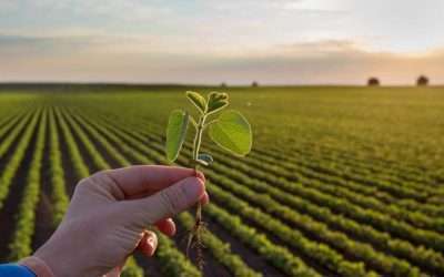 Bicarbonato di Potassio: Guida Agronomica Aggiornata