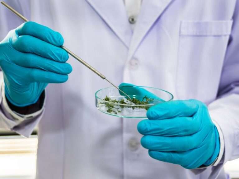 Biopesticidi in agricoltura biologico