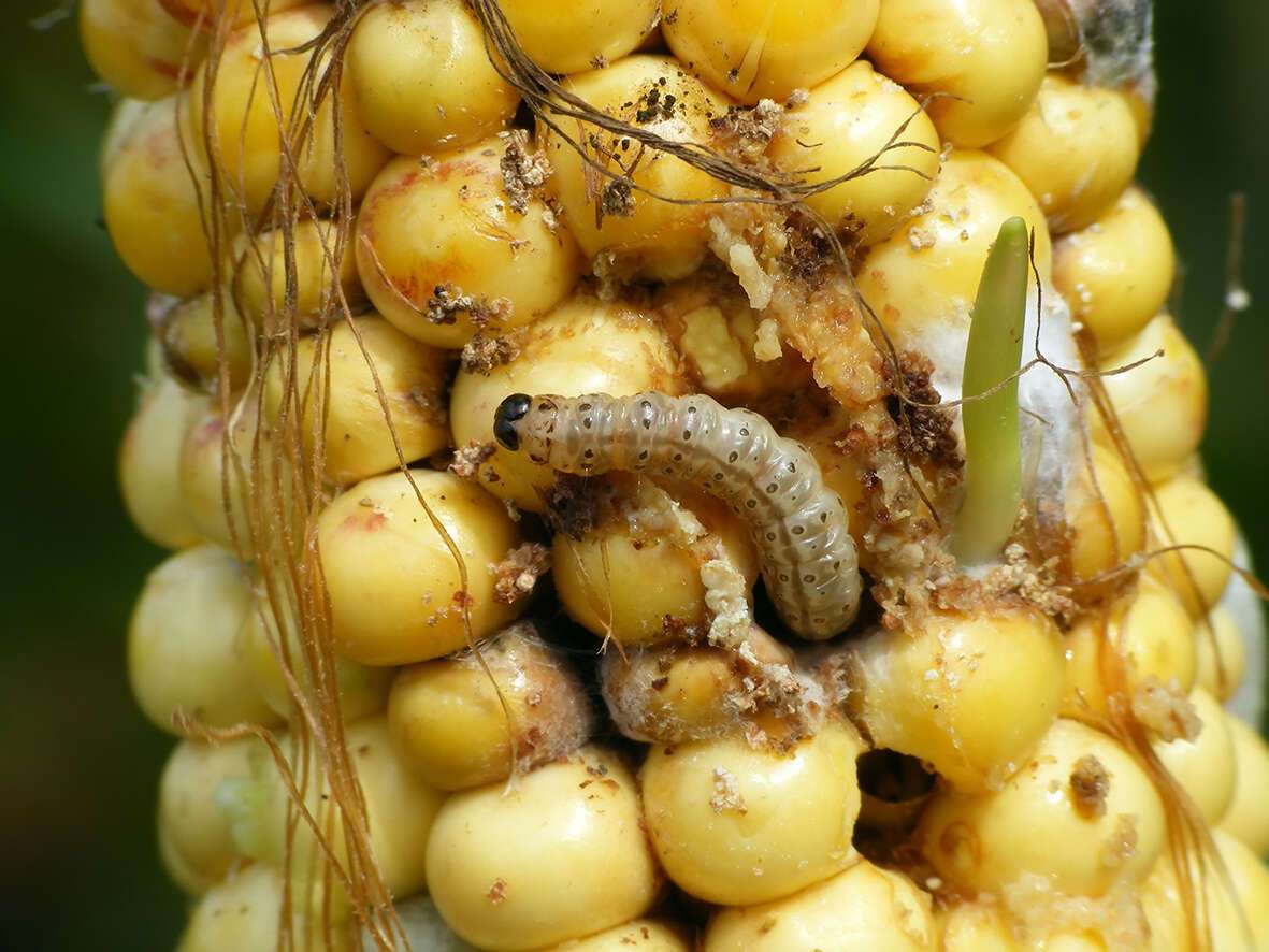 Agricoltura del Futuro agricoltura del futuro