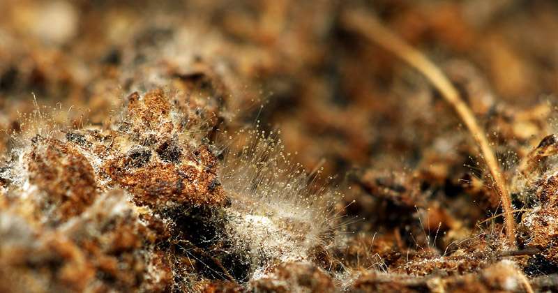 Come cambia il suolo agrario tra Integrato, Biologico e Biodinamico? 2 microrganismi benefici
