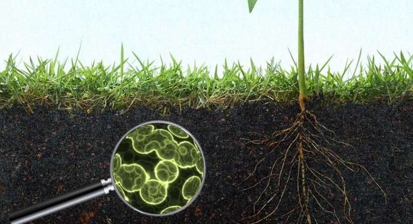 Come cambia il suolo agrario tra Integrato, Biologico e Biodinamico? 1 sostanza organica terreno