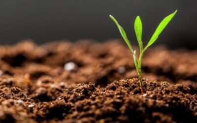 Come cambia il suolo agrario tra Integrato, Biologico e Biodinamico?