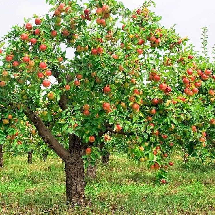 Agricoltura Biologica - Guida pratica definitiva 2022/23 1 agricoltura biologica