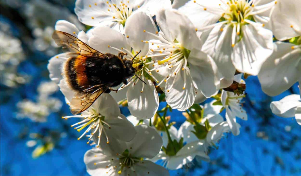 Agricoltura Biologica - Guida pratica definitiva 2022/23 3 bombo impollinatore