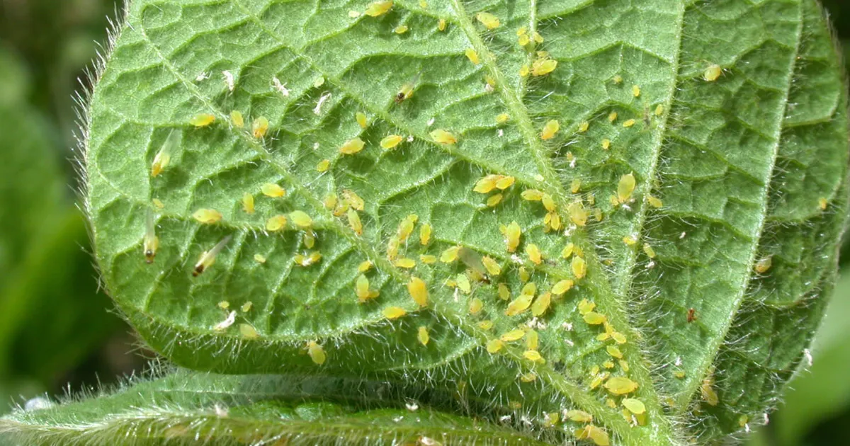 Maltodestrine che cosa sono e a cosa servono 2 aficida per agricoltura biologica_maltodestrine