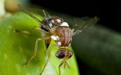 Come affrontare la mosca dell’olivo con metodi naturali