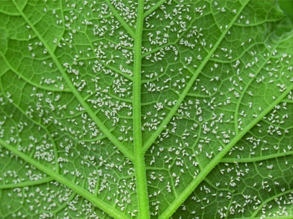 Maltodestrine che cosa sono e a cosa servono 1 mosche bianche maltodestrine