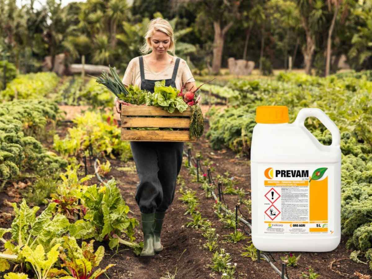 Oli vegetali: Olio di Arancia ad azione fungicida e insetticida! 2 prev am olio arancia