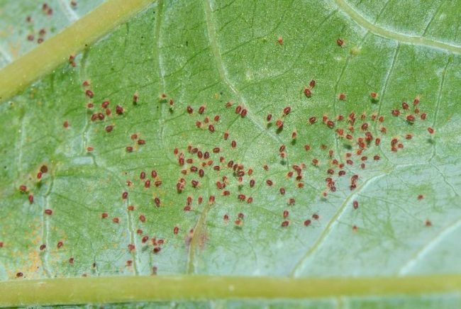 Ragnetto Rosso Insetticida: Elenco completo dei rimedi 1 Tetranychus urticae1 e1553539869658