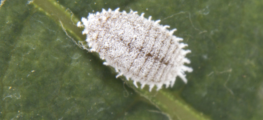 Cocciniglia Insetticida: qual'è il più efficace? Guida definitiva 1 Planococcus ficus