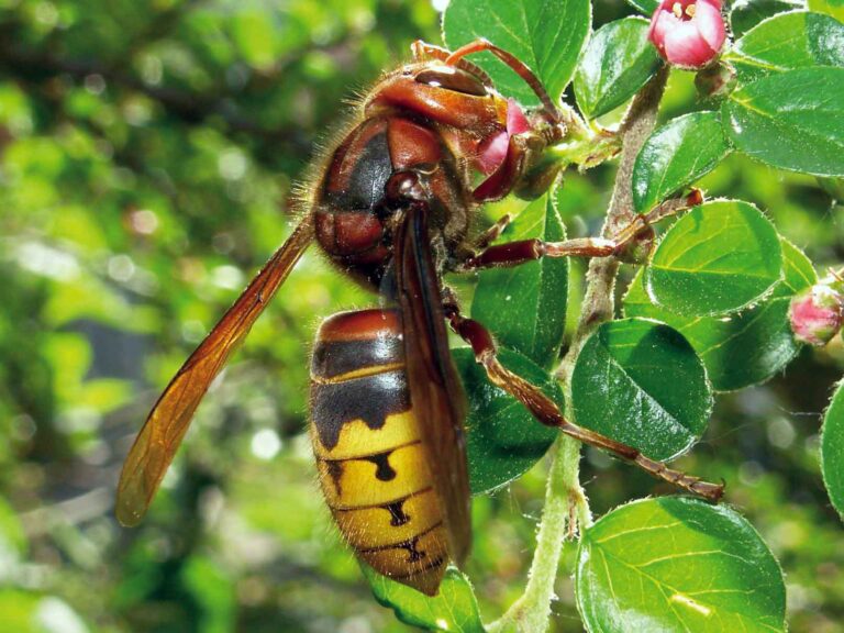 Vespa crabro