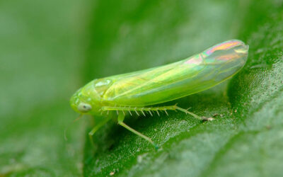 Cicalina verde della vite: Come contrastarla – Rimedi efficaci