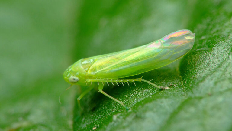 cicalina verde vite