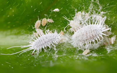 Cocciniglia Insetticida: qual’è il più efficace? Guida definitiva