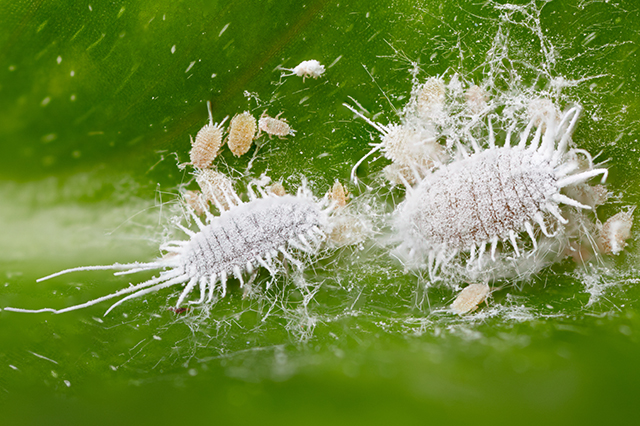 Cocciniglia Insetticida: qual’è il più efficace? Guida definitiva