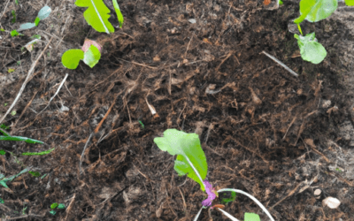 Piantine cetriolo: come coltivarle e trattarle