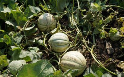 Piantine melone: Come trattarle – Guida definitiva