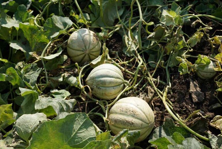growing melons jpg
