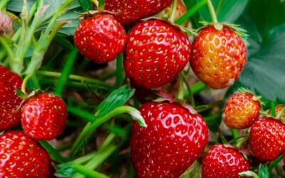 Piantine fragola: Come trattarle – Guida definitiva