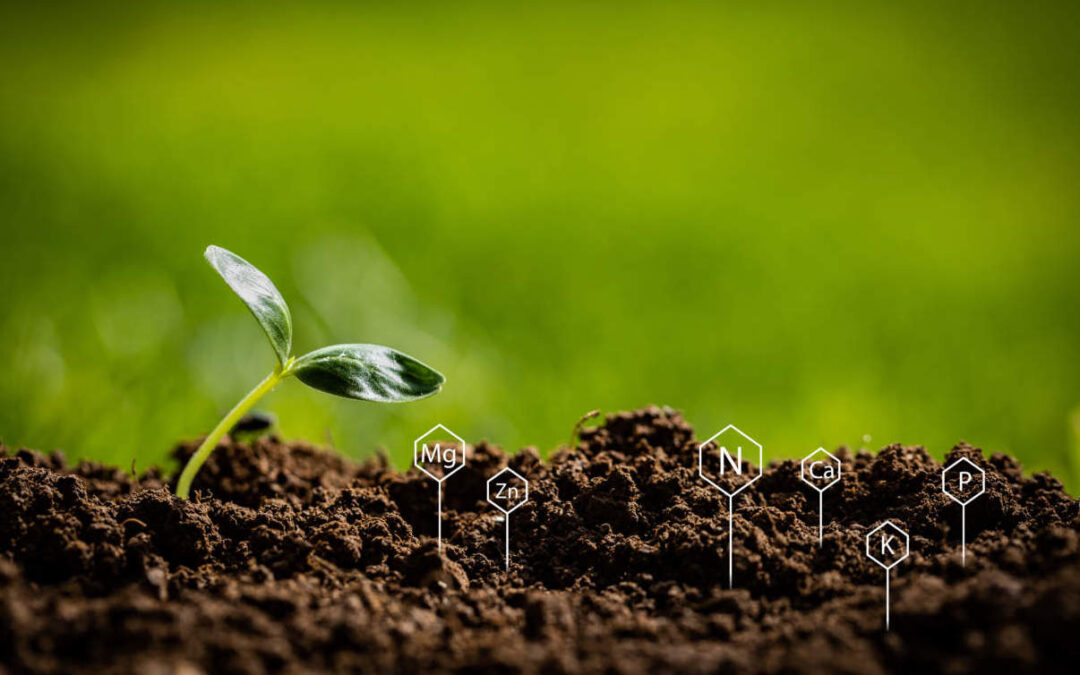 Fertilizzante biologico: Quali scegliere? Guida Definitiva