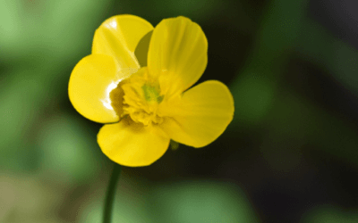 Ranuncolo selvatico: Guida definiva – Agrimag