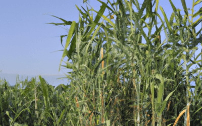 Arundo donax: Guida Agronomica
