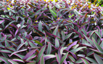 Tradescantia pallida: Guida Agronomica