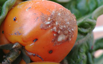 Tuta absoluta: Che cos’é? Tutto sul pomodoro