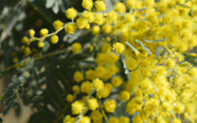 Albero mimosa: come coltivarlo? Guida