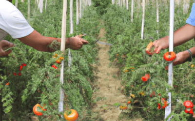 Coltivazione pomodori: consigli e suggerimenti efficaci